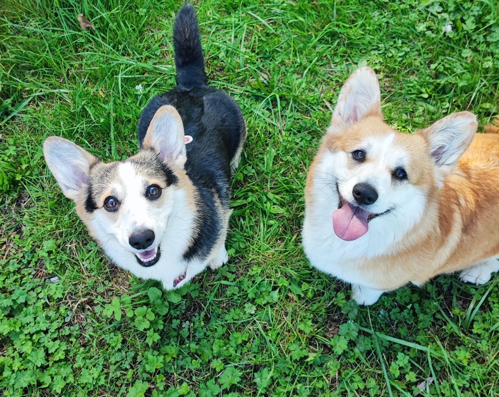 Prochaine portée fin 2026