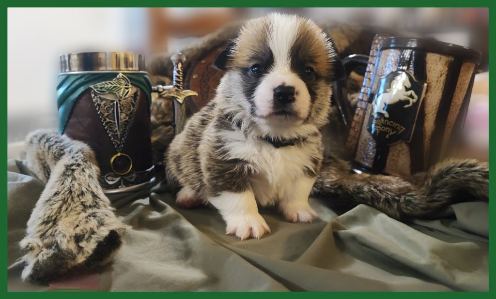 Des Montagnes De Kalimedor - Chiots disponibles - Welsh Corgi Pembroke