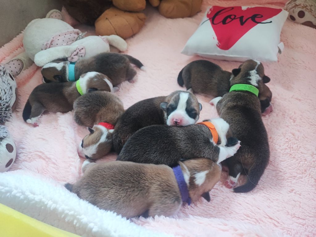 Des Montagnes De Kalimedor - Chiots disponibles - Welsh Corgi Pembroke