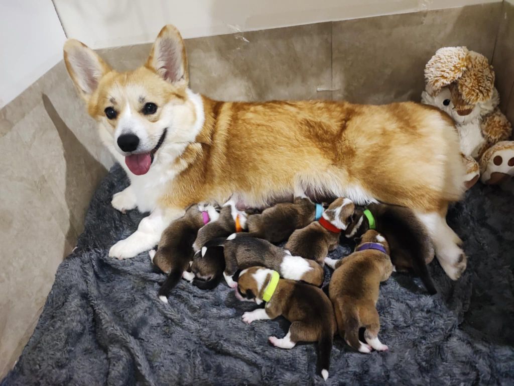 Chiot Welsh Corgi Pembroke Des Montagnes De Kalimedor