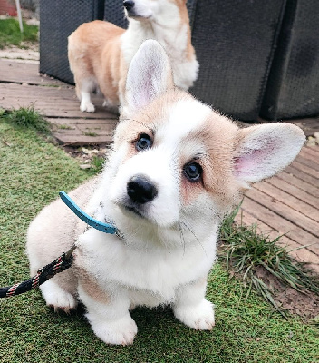 Oscar