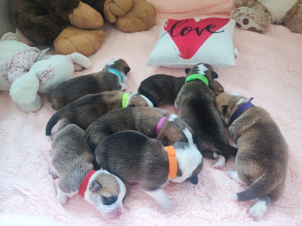 Des Montagnes De Kalimedor - Chiots disponibles - Welsh Corgi Pembroke