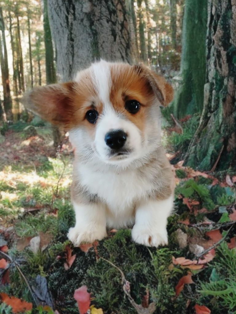 Des Montagnes De Kalimedor - Chiots disponibles - Welsh Corgi Pembroke