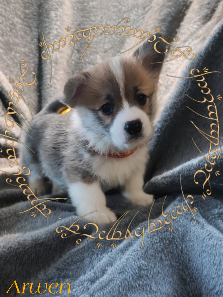Des Montagnes De Kalimedor - Chiots disponibles - Welsh Corgi Pembroke
